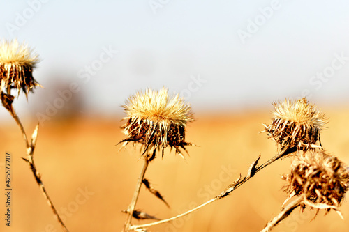 Close-up shot of a branch of dry grass with dried flowers.