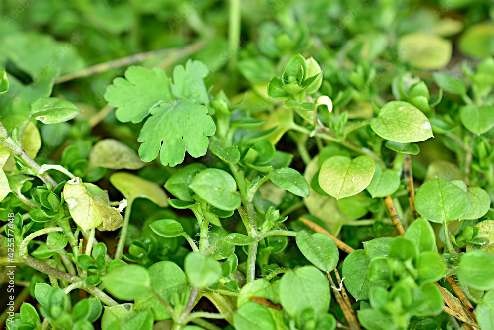 Green grass began to grow under the rays of the spring sun. Green grass began to grow under the rays of the spring sun.