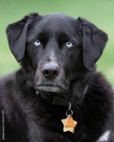 Blue eyed black labrador retriever mix closeup portrait against green background
