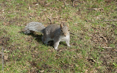 Western gray squirrel (Sciurus griseus), arboreal rodent