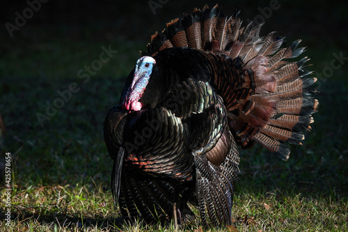 Morning Wild Turkey - Tom