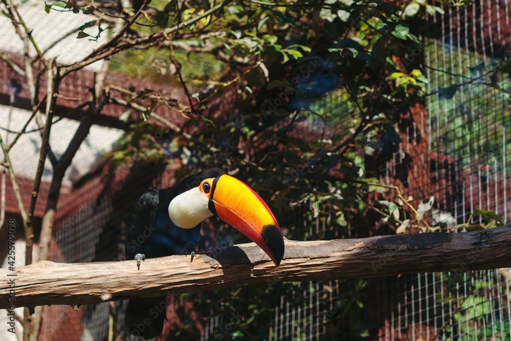 Fototapeta premium Amazing toucan is perching on the tree branch. Tropical bird specie from America.