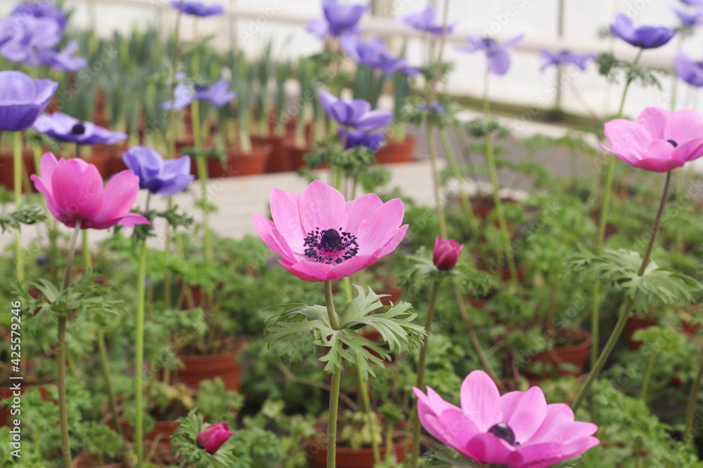 Purple Anemone flower detail from above, with green foliage in greenhouse. Bunch of purple anemones. Purple Anemone flower detail from above, with green foliage in greenhouse. Bunch of purple anemones.