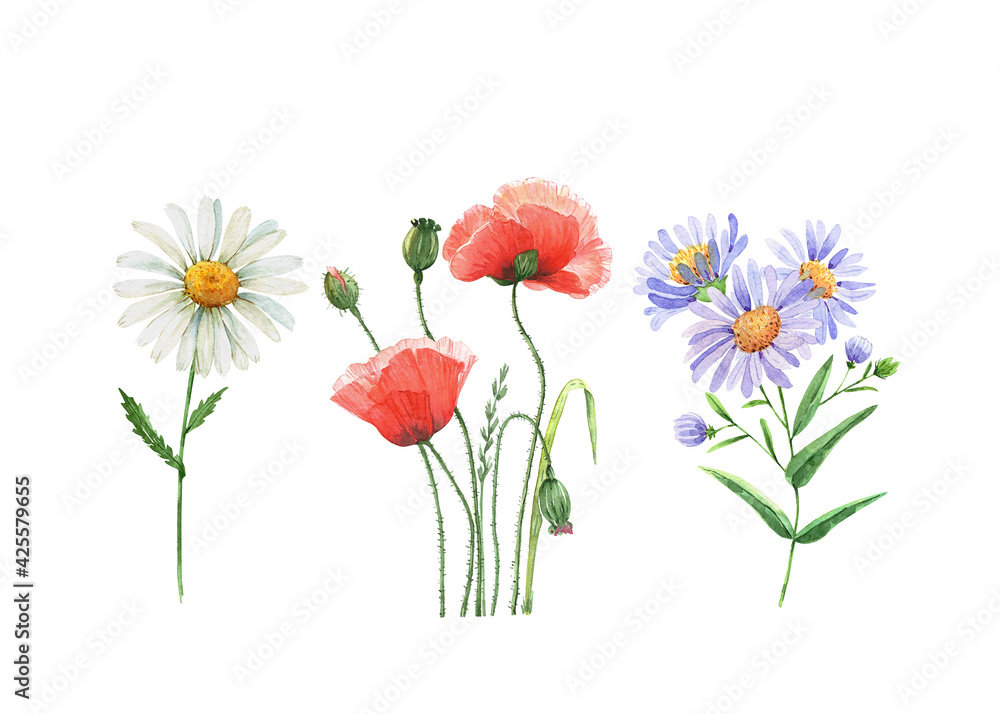 Obraz premium set of watercolor meadow flowers isolated on white background, hand painted