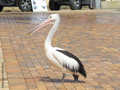 Australian Pelican Strolling on Brick Road in Moreton Island, Brisbane, Queensland, Australia