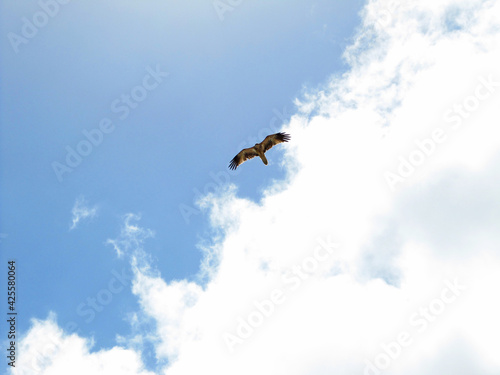 Birds of prey flying in the sky, Moreton Island, Brisbane, Queensland, Australia © Sow-chika