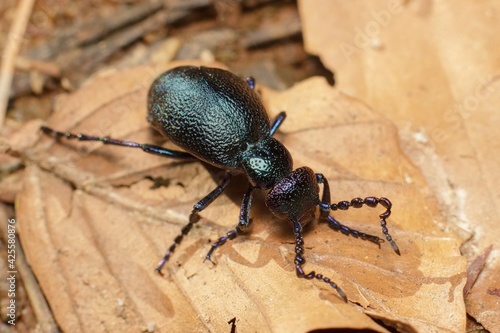 Meloe or as Oil beetle