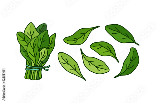 Spinach set. Color doodle icon of bunch and single leaves. Hand drawn simple illustration of green garden plant. Cartoon isolated vector pictogram on white background