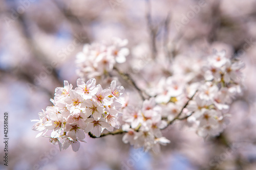 Japanese cherry blossom garden in the Amsterdam forest
