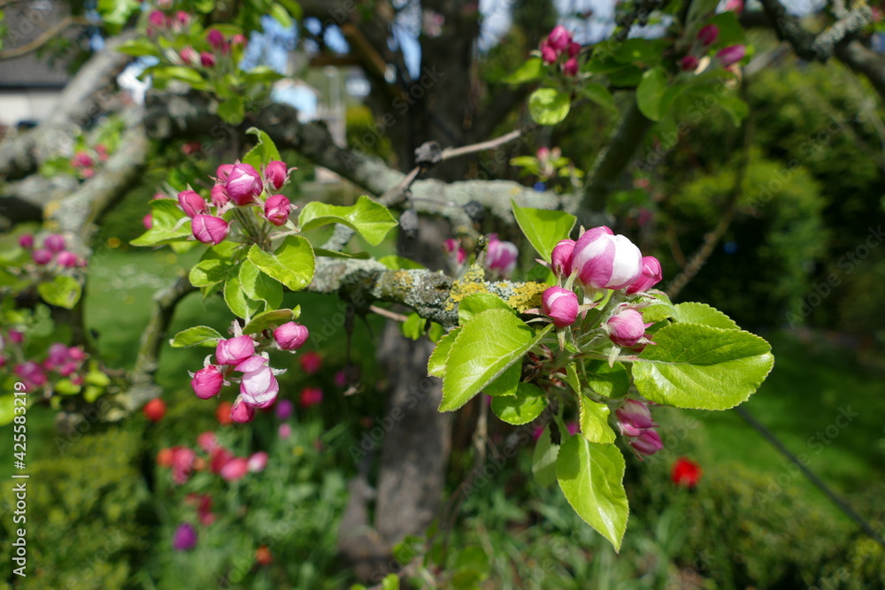 Fototapeta premium Apfelblüten