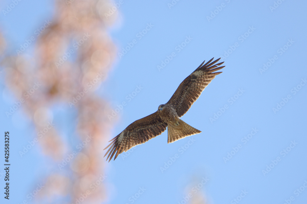 Fototapeta premium 獲物を探す鷹