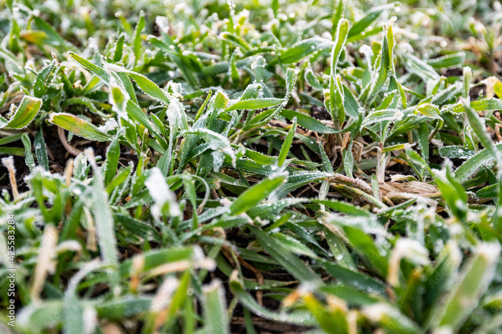 winter cereals winter cereals