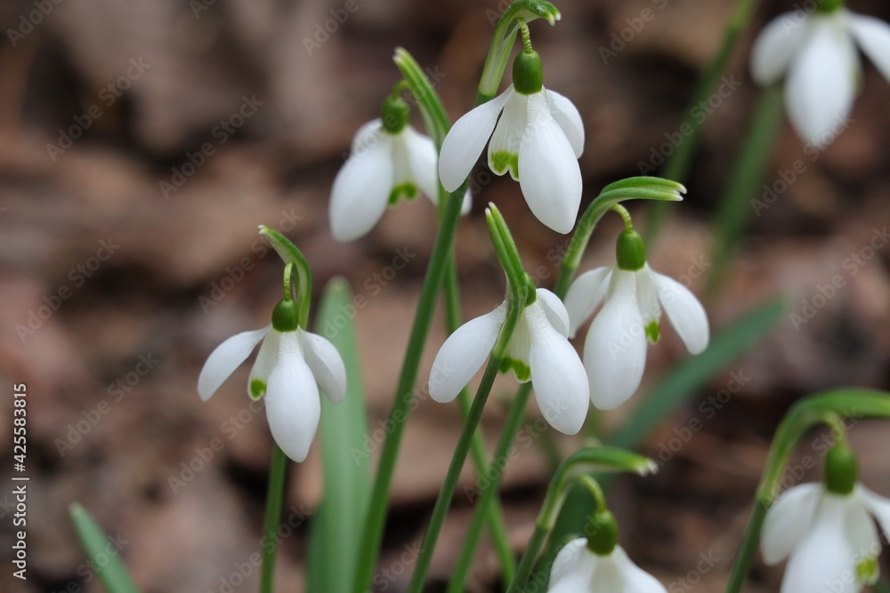 Schneeglöckchen, Blume, Frühling
