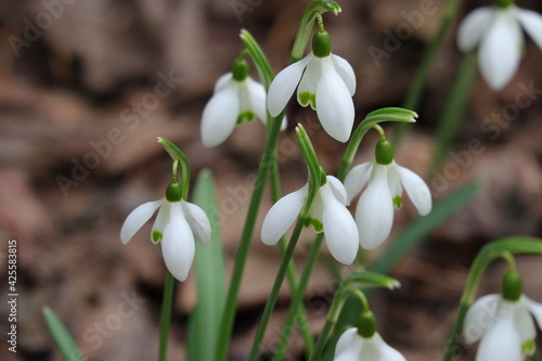 Schneeglöckchen, Blume, Frühling