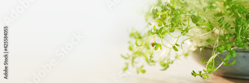 Micro greens superfood. Watercress sprouts close up in a bowl. Germination and healthy eating and living. Gardening at home concept. Microgreens food. Copy space banner © taniasv