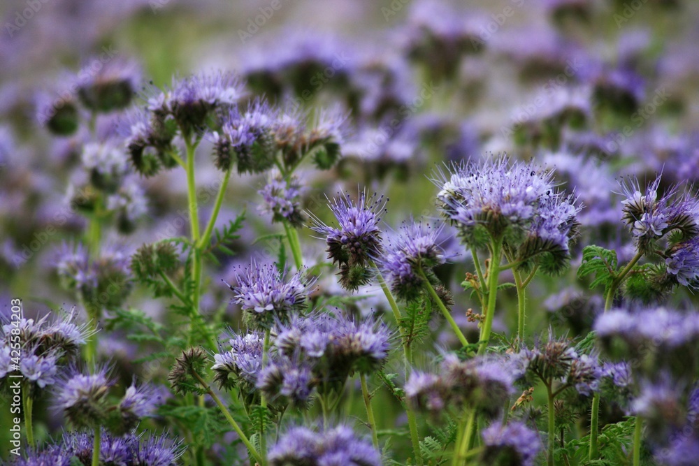 Fototapeta premium field of purple flowers