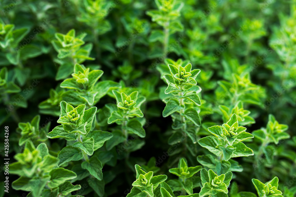 Fresh organic aromatic herbs mediterranean oregano Fresh organic aromatic herbs mediterranean oregano