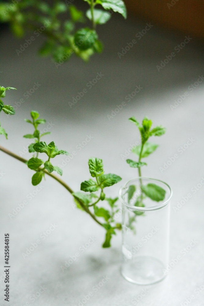 glass measuring cup and mint leaves
on concrete glass measuring cup and mint leaves
on concrete