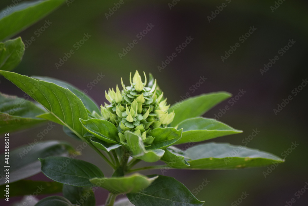 close up of Leaves and flower of Ocimum sanctum, holy basil tulsi on white background wallpaper photo close up of Leaves and flower of Ocimum sanctum, holy basil tulsi on white background wallpaper photo
