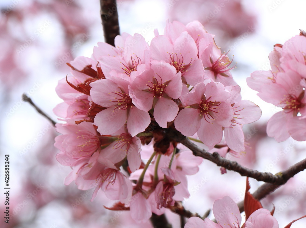 Obraz premium Pink Cherry Blossom Close Up in Amsterdam, Vondelpark