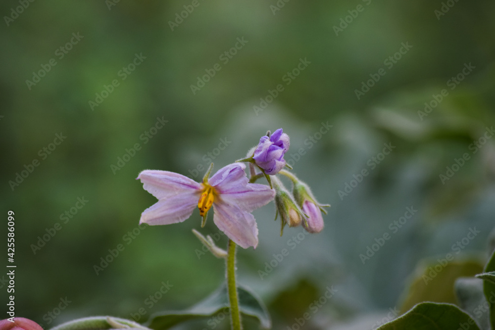 Eggplant flowers bloom in the pollen close up. vegetable wallpaper background photo Eggplant flowers bloom in the pollen close up. vegetable wallpaper background photo