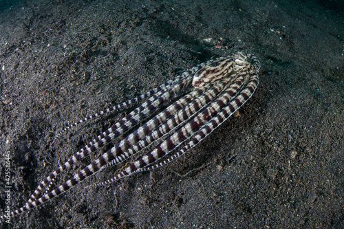 Valokuva A Mimic octopus, Thaumoctopus mimicus, crawls across a black sand seafloor in Lembeh Strait, Indonesia