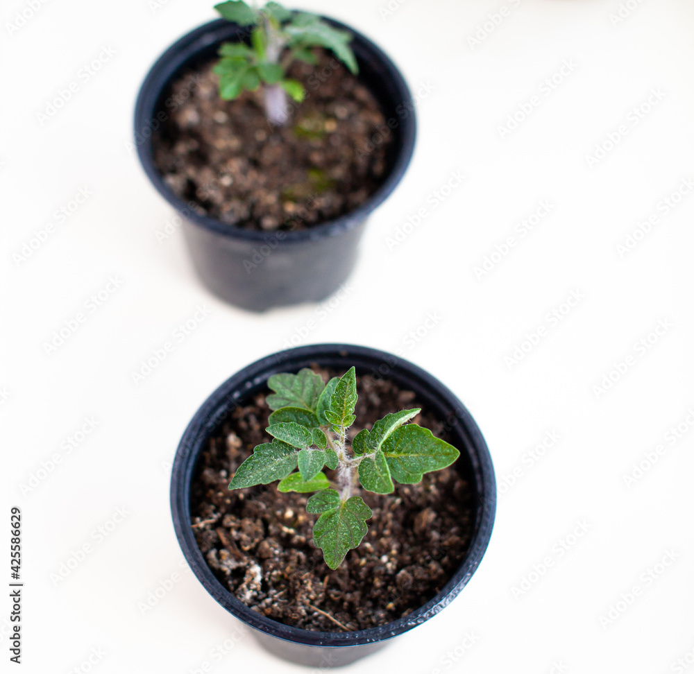 Seedlings of green tomatoes on the windowsill in the house Seedlings of green tomatoes on the windowsill in the house