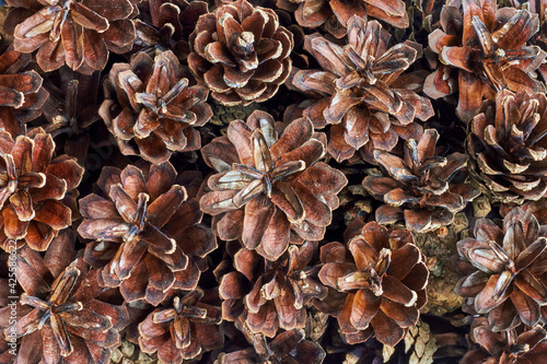 Festive background of dry pine cones. Randomly scattered