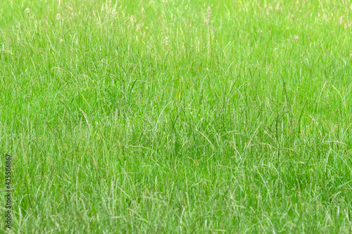 Close Up Green Grass Background
