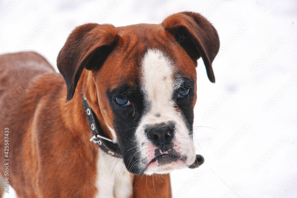 Boxer breed dog portrait.walk the dog on winter days