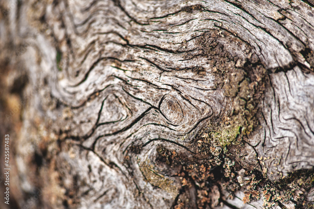 texture of very old and dry wood texture of very old and dry wood