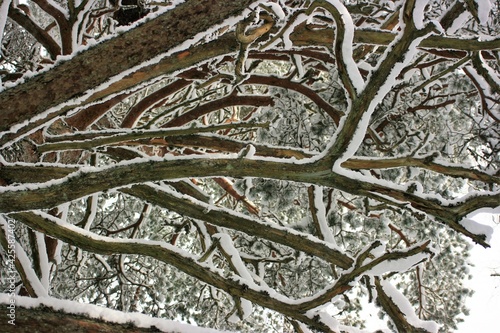 snow covered branches