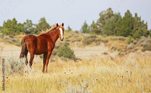 The Mustang - North Dakota, Theodore Roosevelt National Park