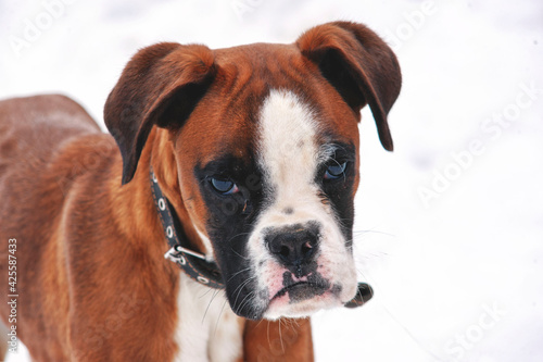 Boxer breed dog portrait.walk the dog on winter days © Taras