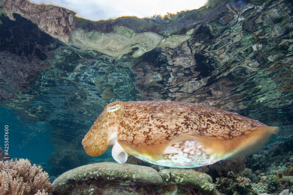 A Broadclub cuttlefish hovers above a shallow coral reef in Raja Ampat ...