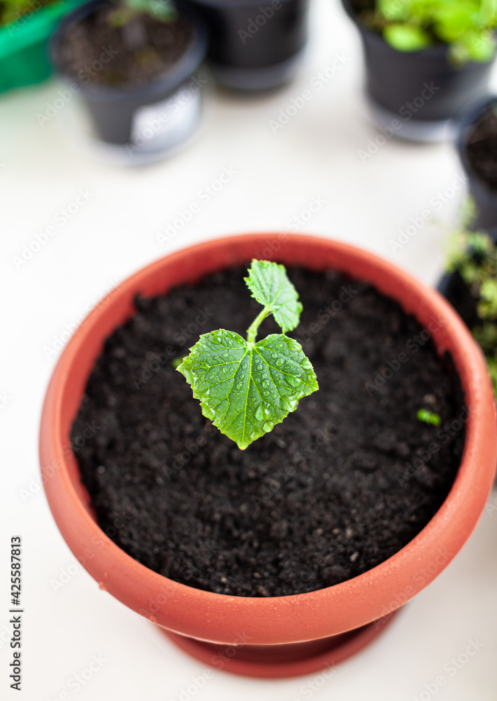 Seedlings of cucumbers in pots near the window, a green leaf close-up. Growing food at home for an ecological and healthy lifestyle. Growing seedlings at home in the cold season Seedlings of cucumbers in pots near the window, a green leaf close-up. Growing food at home for an ecological and healthy lifestyle. Growing seedlings at home in the cold season