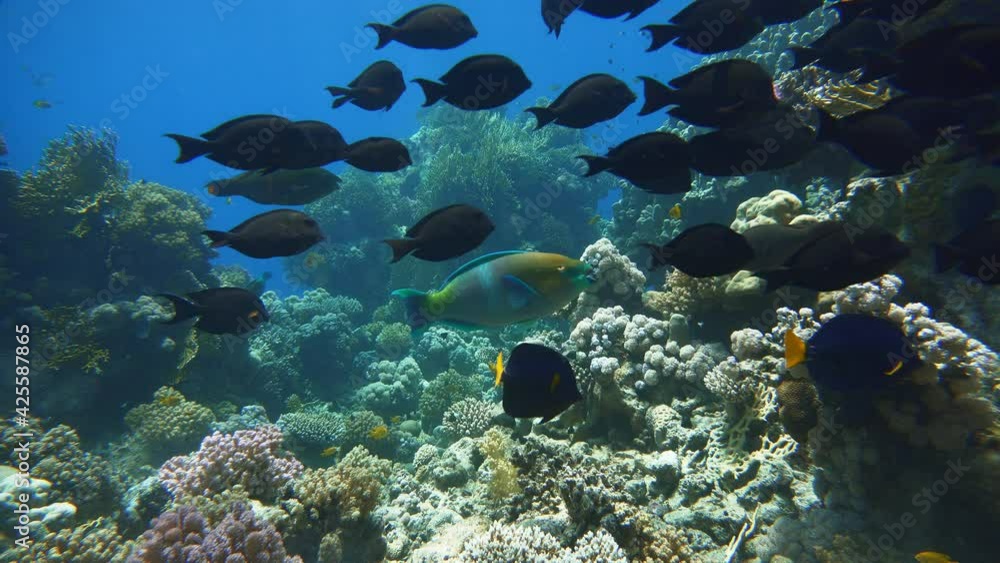 Coral reef and beautiful fish. Underwater life in the ocean. Reef and beautiful fish. Coral reef and beautiful fish. Underwater life in the ocean. Reef and beautiful fish.