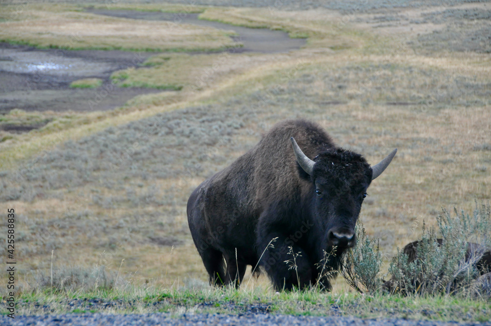 Yellowstone NP Bisons Yellowstone NP Bisons