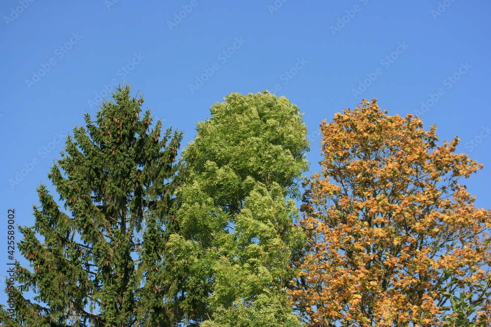 Fototapeta premium tree in the sky