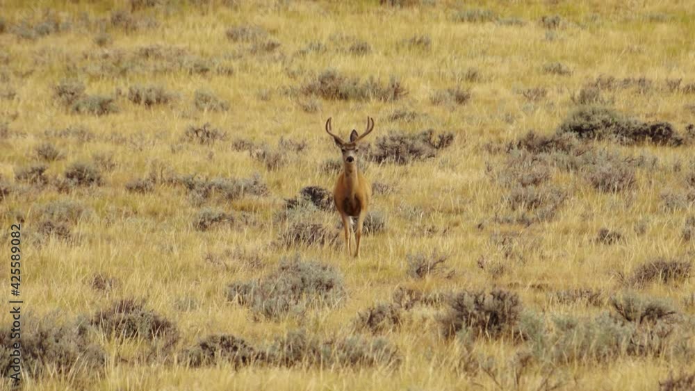 Young Mule Deer Buck on Hillside Walking Towards Camera Young Mule Deer Buck on Hillside Walking Towards Camera