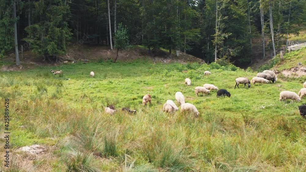 Pastures concept. Sheep, lambs and rams are grazing on a hill in the mountains. Pastures concept. Sheep, lambs and rams are grazing on a hill in the mountains.