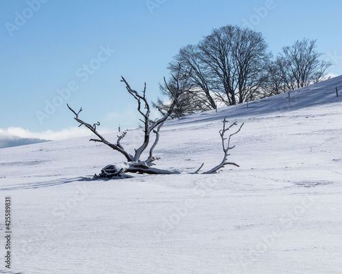 Winterlandschaft, Winter Wonderland, Winter, Schnee 