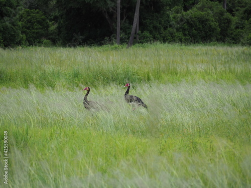 Exotic birds in green savannah 