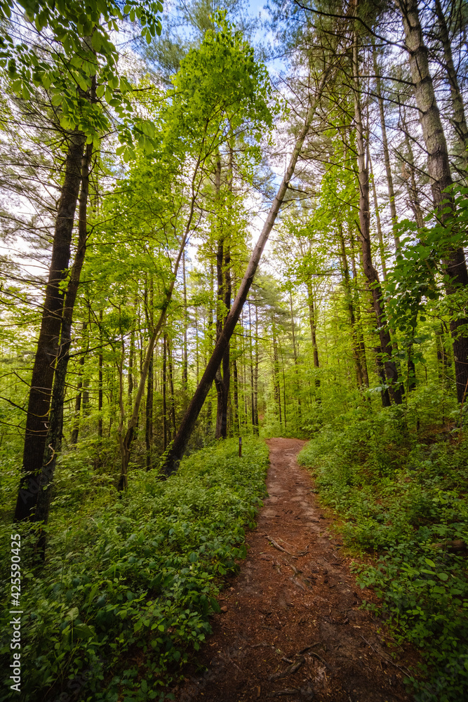 Fototapeta premium Trails