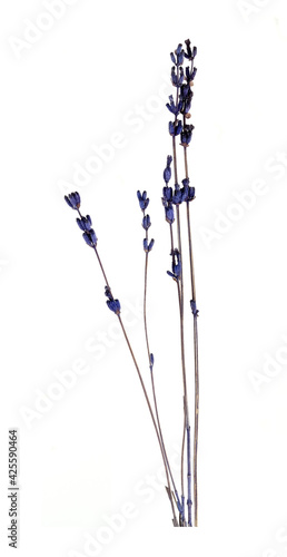 Branches of dry fragrant lavender isolated on white background