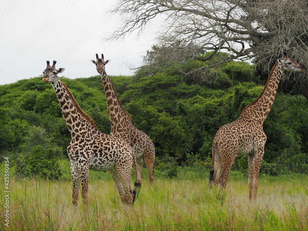 Giraffes in green savannah 
