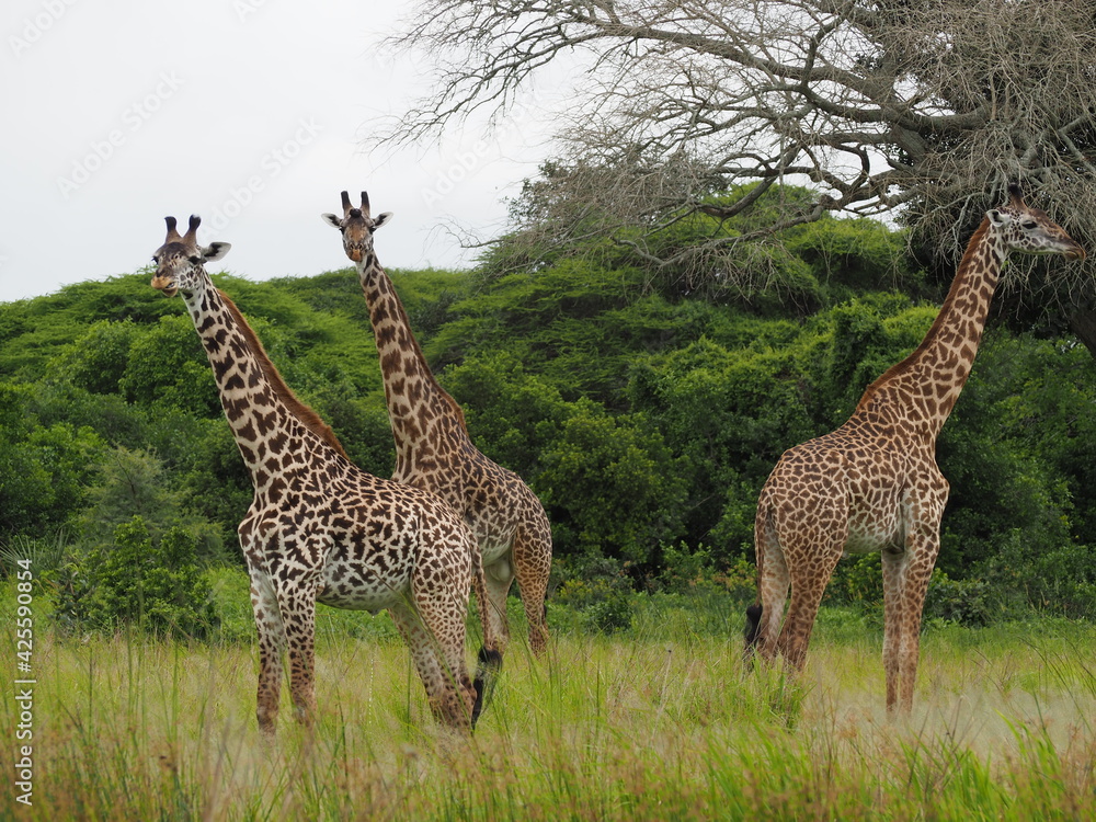 Fototapeta premium Giraffes in green savannah 