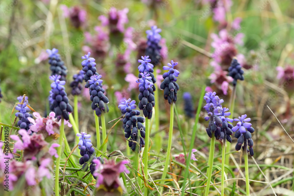 Blue Grape Hyacinth, Muscari armeniacum flowers Blue Grape Hyacinth, Muscari armeniacum flowers