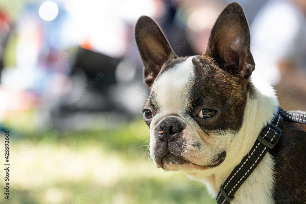 Dog, Boston Terrier, watching you. Look bad at you.