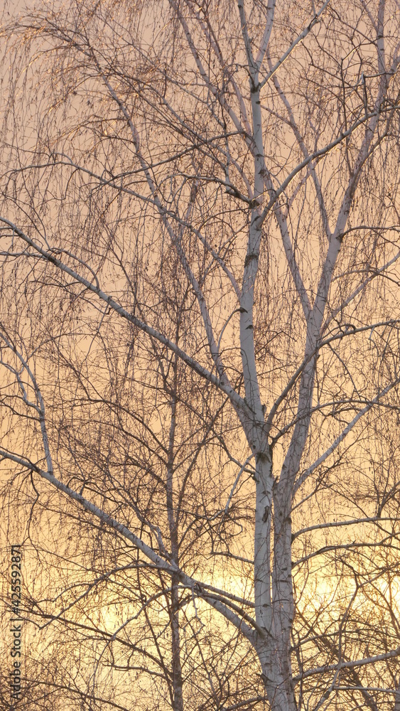 Birch tree at sundown Birch tree at sundown